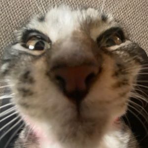 Meet your Posher, Mady